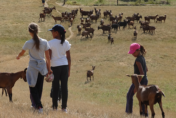 Vacances-passion - Centre équestre Cheval Bugey - Ceyzériat - Ain