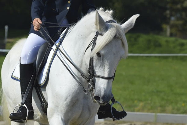 Vacances-passion - Centre équestre Cheval Bugey - Ceyzériat - Ain