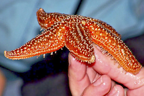 Vacances-passion - Les Moussaillons - Préfailles - Loire-Atlantique